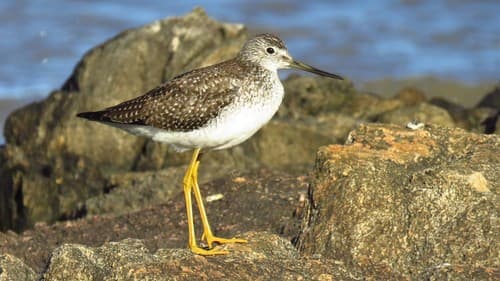 Greater Yellowlegs