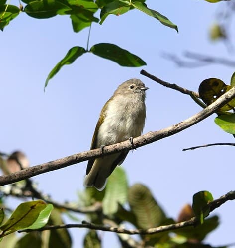 Green-backed Honeybird