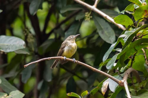 Green-backed Honeyeater