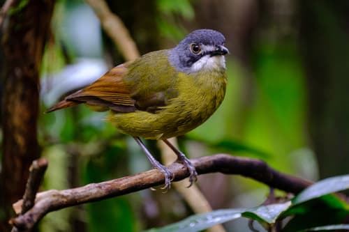 Green-backed Robin