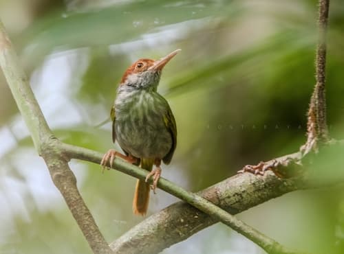 Green-backed Tailorbird