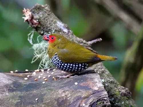 Green-backed Twinspot