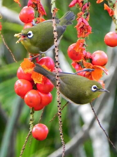 Green-backed White-eye