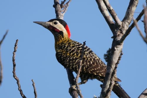 Green-barred Woodpecker