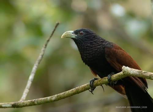 Green-billed Coucal