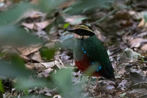 Green-breasted Pitta