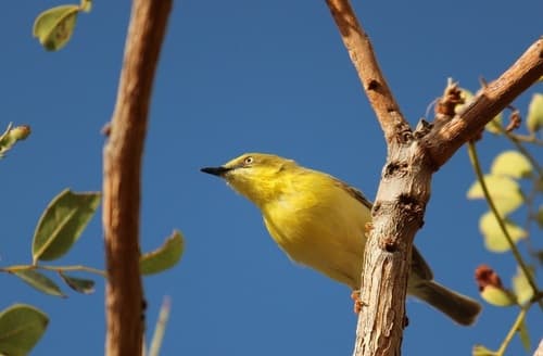 Green-capped Eremomela