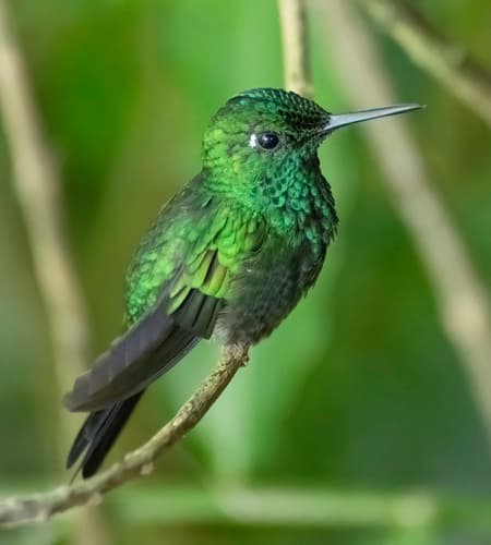Green-crowned Brilliant