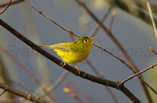 Green-crowned Warbler
