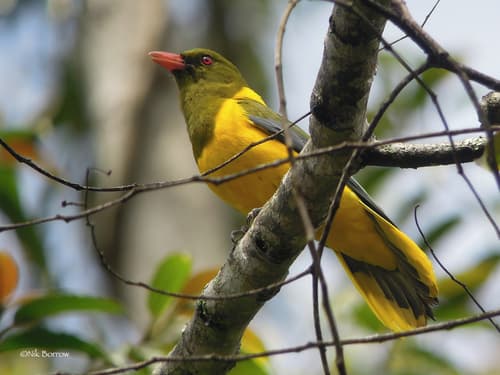 Green-headed Oriole