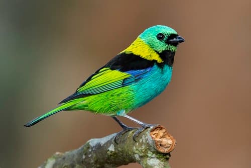 Green-headed Tanager