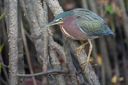 Green Heron