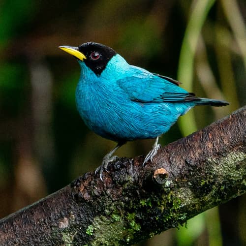 Green Honeycreeper