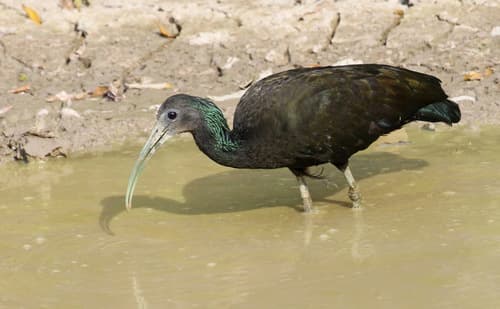 Green Ibis
