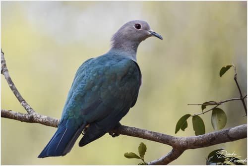 Green Imperial Pigeon