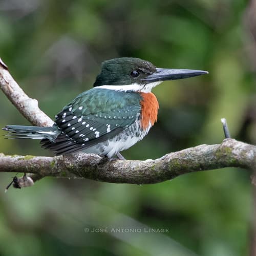 Green Kingfisher