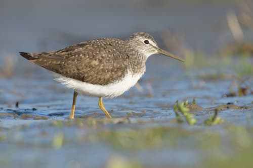 Green Sandpiper