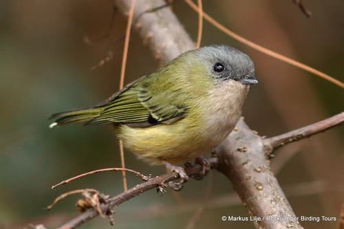 Green Shrike-Babbler