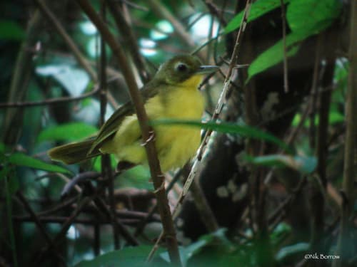 Green-tailed Bristlebill