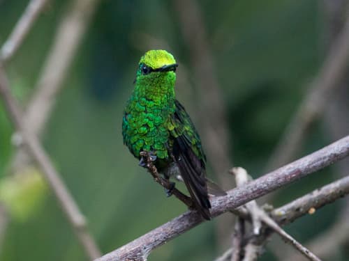 Green-tailed Emerald
