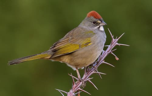 Green-tailed Towhee