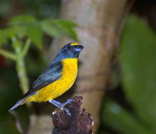 Green-throated Euphonia