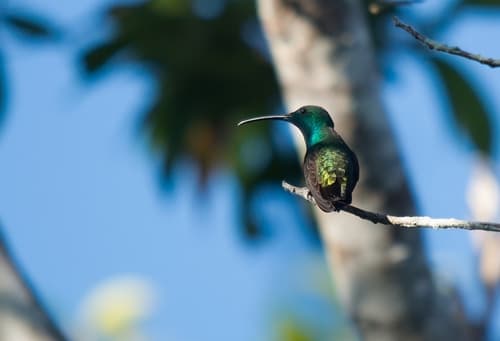 Green-throated Mango