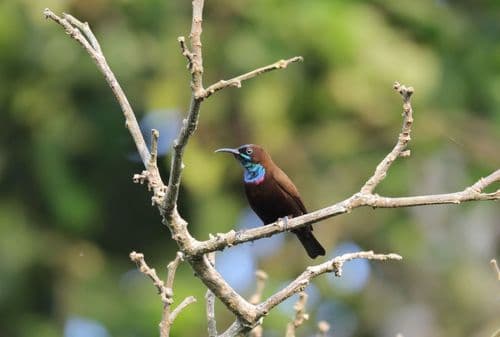 Green-throated Sunbird