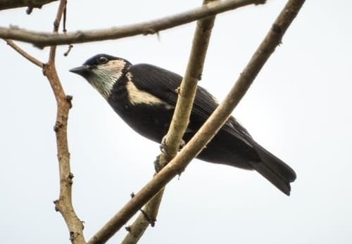 Green-throated Tanager