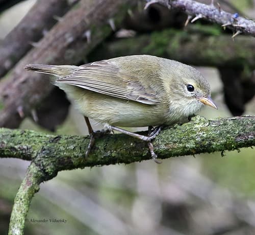 Green Warbler-Finch