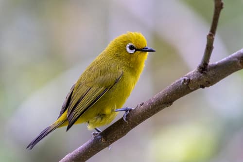 Green White-eye