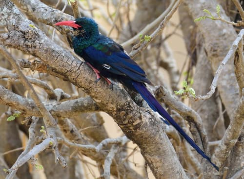 Green Woodhoopoe
