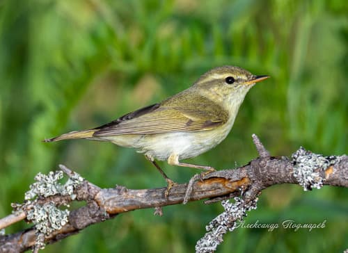 Greenish Warbler