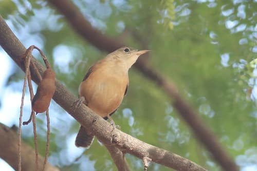 Grenada Wren