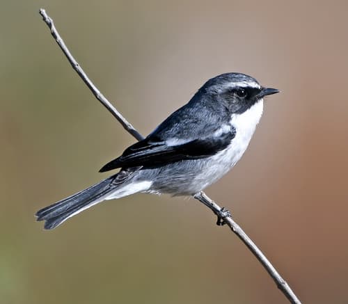 Grey Bushchat
