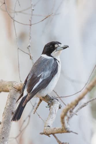 Grey Butcherbird