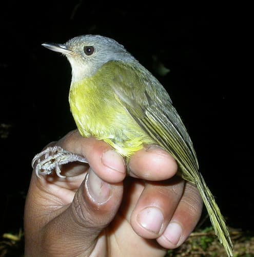 Grey-crowned Tetraka