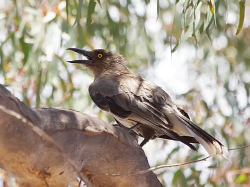 Grey Currawong