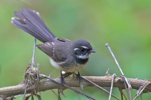Grey Fantail