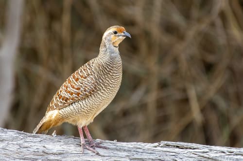 Grey Francolin