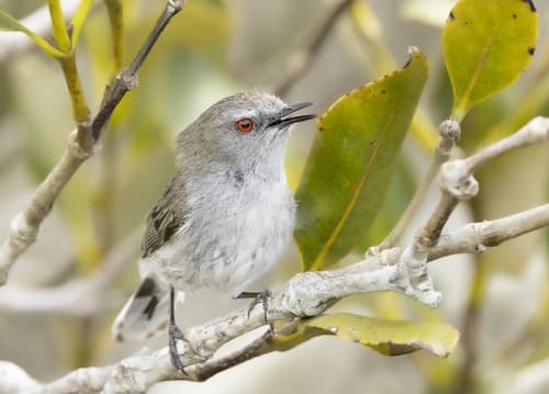 Grey Gerygone