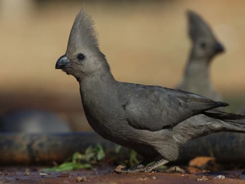 Grey Go-away-bird
