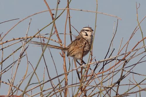 Grey Grasswren