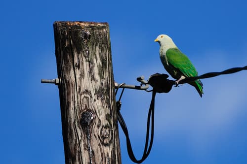 Grey-green Fruit Dove