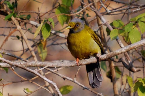 Grey-headed Bulbul