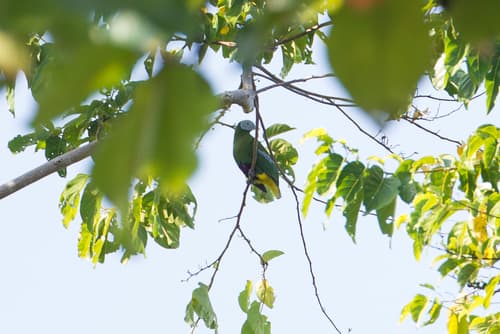 Grey-headed Fruit Dove