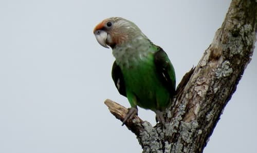 Grey-headed Parrot