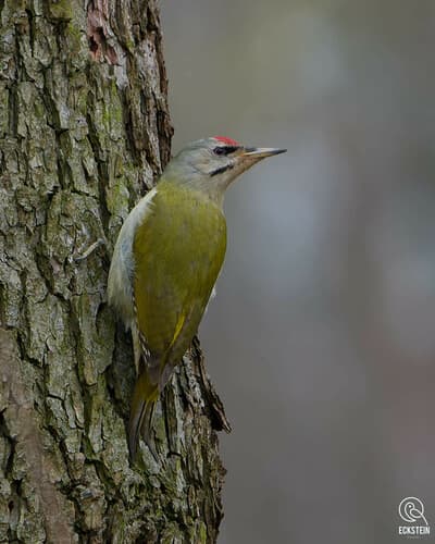 Grey-headed Woodpecker