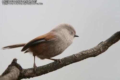 Grey-hooded Fulvetta