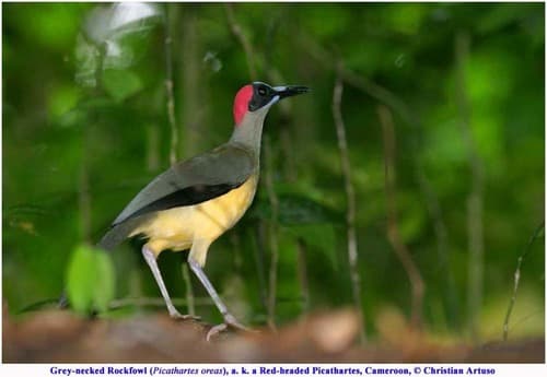 Grey-necked Rockfowl